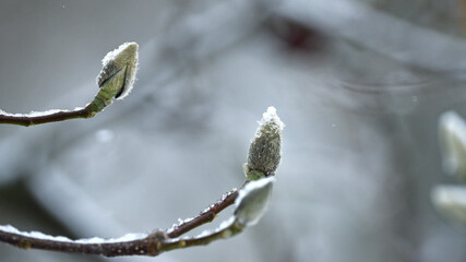 magnolia buds in ice. magnolia branch in early spring, close-up. Magnolia buds after the first...