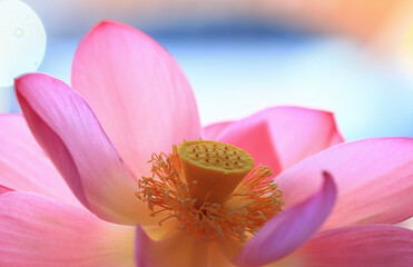 Blooming lotus flowers, close-up photo
