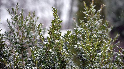 snow on green leaves. first autumn snow. Green bushes covered with white snow in a winter frosty park. A bed of green plants under a continuous layer of pure white snow in spring. background