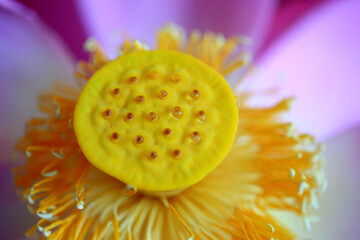 Blooming lotus flowers, close-up photo