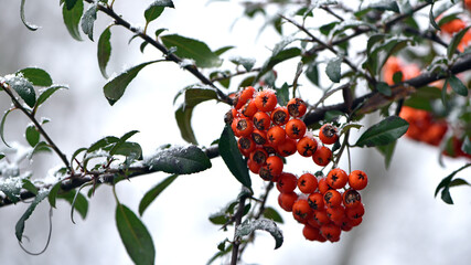 Winter rowan tree under snow close-up. Groups of bright red berries, mountain ash. branch of red rowan in winter in snow. place for text. red berries in early spring. first snow, autumn season