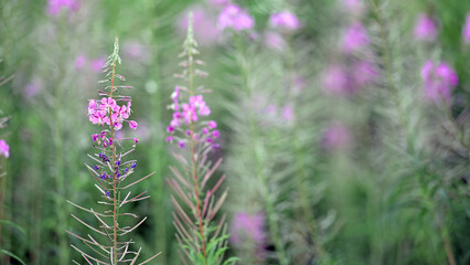 Chamaenerion angustifolium, Epilobium angustifolium. Close-up of pink flower of rosebay willowherb on light green background. natural background, collection of field or forest medicinal plants.