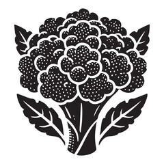 Cauliflower Silhouette Vector Illustration, Solid White Background.
