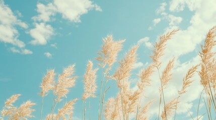 Naklejka premium Golden wheat ears swaying in the gentle breeze under a serene blue sky with fluffy clouds creating a tranquil agricultural scene