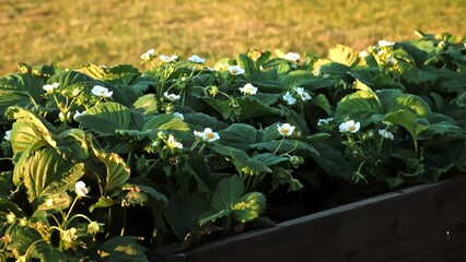 Blooming strawberry plant. Lots of beautiful white flowers of flowering strawberries in high bed of...