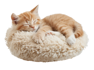 kitten curled up and sleeping peacefully on fluffy pillow