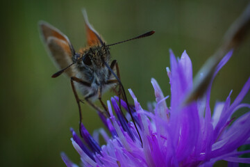 butterfly on flower