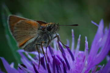 butterfly on thistle