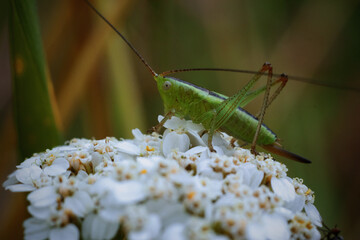green grasshopper on a flower