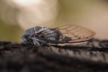 cicada on a tree