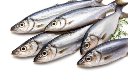 Fresh Silverfish Close-up Studio Shot