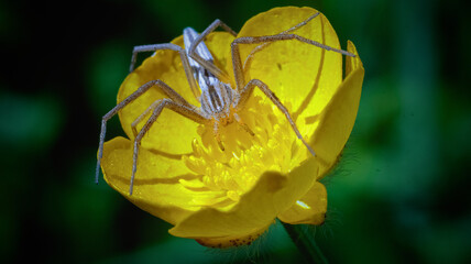 White spider and yellow flower