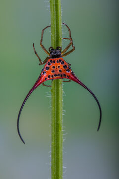 Macracantha is a genus of Asian orb-weaver spiders recognized as containing the species, Macracantha arcuata.
