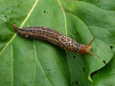 tiger slug also great grey slug (in german Tigerschnegel also Gro&szlig;er Schnegel) Limax maximus