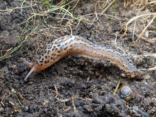 tiger slug also great grey slug (in german Tigerschnegel also Großer Schnegel) Limax maximus