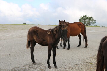 Caballos