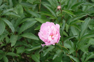 Not completely opened light pink flower of common peony in mid June