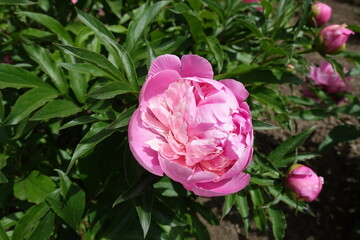 Not entirely opened pink flower of common peony in May