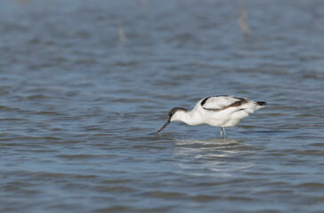 Pied avocet Recurvirostra avosetta in a marsh in Camargue, Southern France