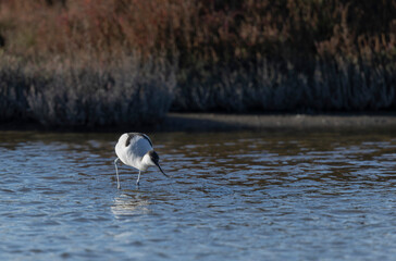 Pied avocet Recurvirostra avosetta in a marsh in Camargue, Southern France