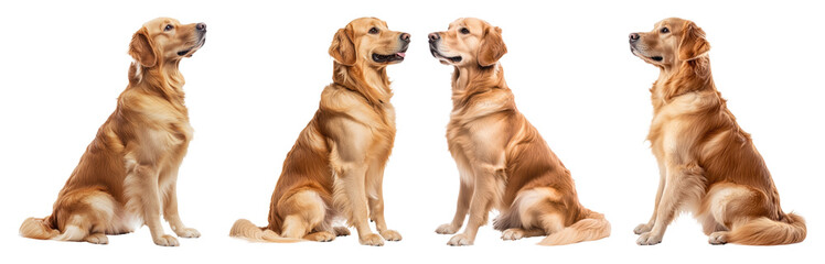 Obraz premium Golden Retrievers Sitting Various Poses