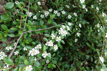 Flowering branch of rockspray cotoneaster in May