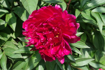 Obraz premium Macro of one magenta colored flower of common peony in May