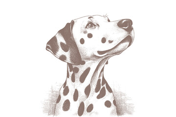 Dalmatian dog vector | dog vector | dog illustration | dog silhouette | dog tattoo | dog engraving | dog