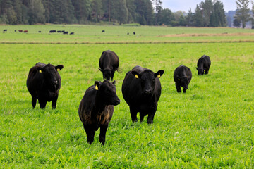 Aberdeen Angus Cattle in Field.