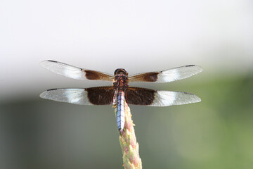 Dragonfly close up in a hot summer day in Indianapolis, IN, USA