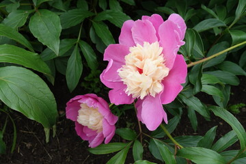 Pair of pink and white anemone flowered peonies in June