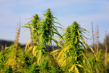 Close up of Industrial Hemp, Cannabis Sativa Growing in Field