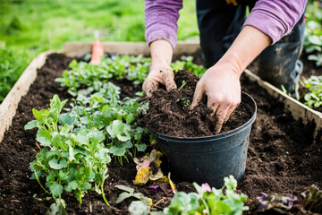 Adult gardening hands planting in raised bed with fresh green vegetation