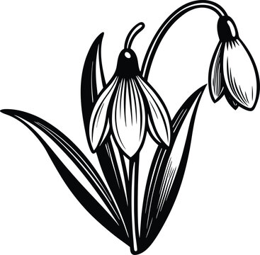 recommend clip art: Snowdrop flower illustration 