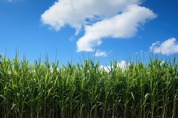 Obraz premium reeds against the blue sky