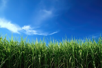 Obraz premium reeds against the blue sky