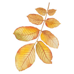 Watercolor realistic golden leaf of walnut tree. Autumn big foliage in elegant style. For posters, postcards or other designs
