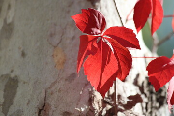 red ivy leaves on a plane tree	