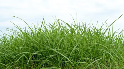 Lush green grass sways gently under a cloudy sky, creating a serene, natural landscape.