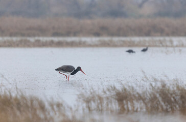 black stork Ciconia nigra in a marsh in Camargue, Southern France
