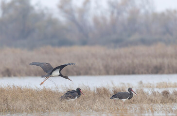 black stork Ciconia nigra in a marsh in Camargue, Southern France
