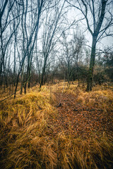 Old mystery forest after the rain, landscape photography in the woodlands,autumn season,misty and foggy weather ,wild nature ,grass on the ground with lot of fallen trees,big trees,misty morning