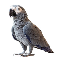 Obraz premium Isolated African Grey Parrot on White Background for Wildlife and Pet Related Uses Transparent Background