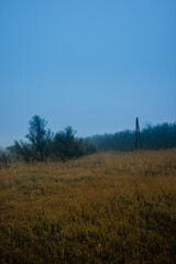 Fototapeta premium misty morning in the forest