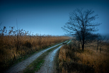 Landscape photo with dogs on the road , blue sky , morning in the forest , woodlands with a misty weather 
