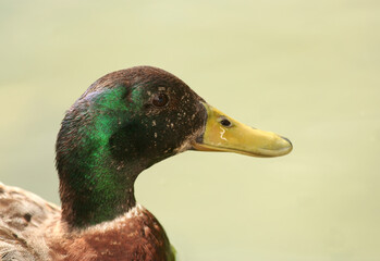 Portrait of a Male Mallard Duck with blurred water background in Indianapolis, IN,USA