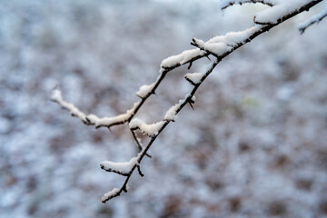 Serene Winter Close-Up: Snowy Branches and Frosty Details in a Tranquil Winter Wonderland – A Study of Frozen Nature, Icy Elegance, and Minimalist Beauty in the Heart of the Winter Season