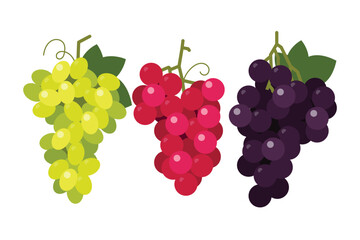 Set of Grapes, Farm fresh red black and green Grape product emblem for grocery shop, different positions, simple flat vector illustration fruits.