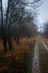Mystery and beautiful forest after the rain, misty and foggy weather in the woodlands,trees and the road to deep and dark woods , big trees , field near the big and beutiful trees, rainy mood ,travel