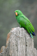 A close-up photo of a Moluccan Eclectus bird.